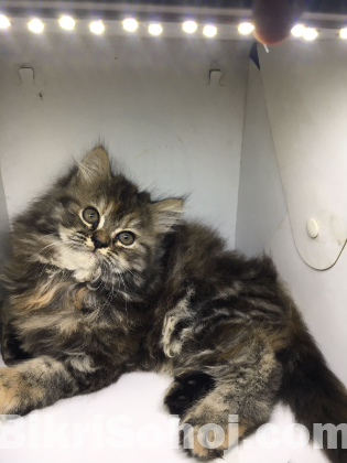 Traditional Tobby Kitten, Female